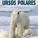 Baixar Mundo Secreto dos Ursos Polares Dublado (2021) Mp4