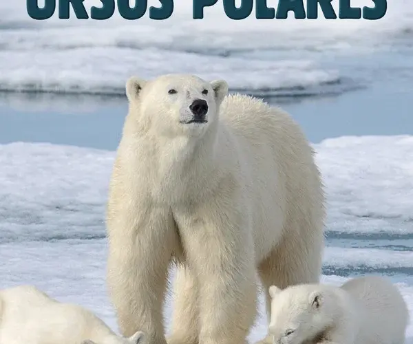 Baixar Mundo Secreto dos Ursos Polares Dublado (2021) Mp4